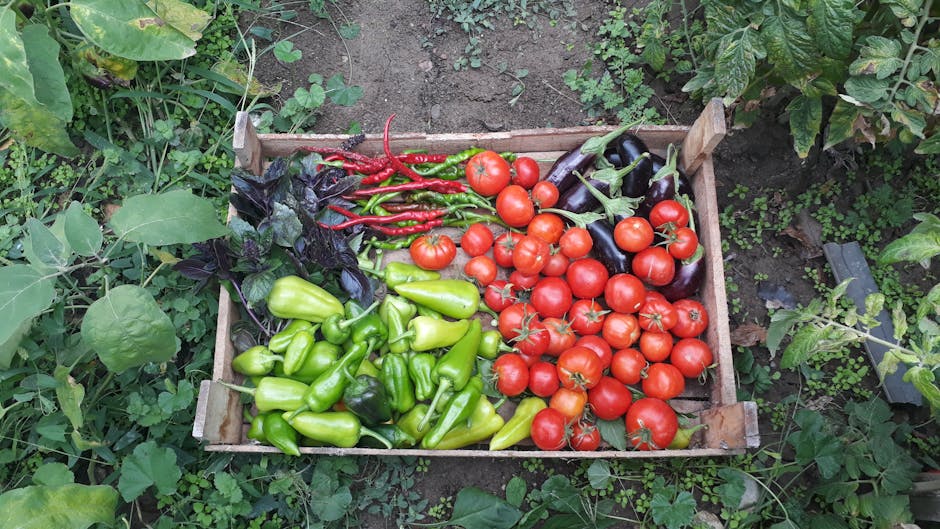 Wyrazisty asortyment świeżo zebranych ekologicznych warzyw w drewnianej skrzyni na zewnątrz.